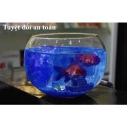 1 Viên sủi rửa kính xe ô tô hòa tan với 4 lít nước sạch